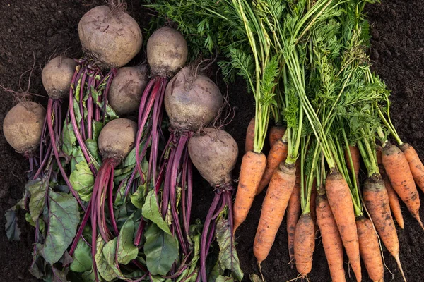 Ramo Remolacha Zanahoria Suelo Cerca Vista Superior Cosecha Verduras Ecológicas — Foto de Stock