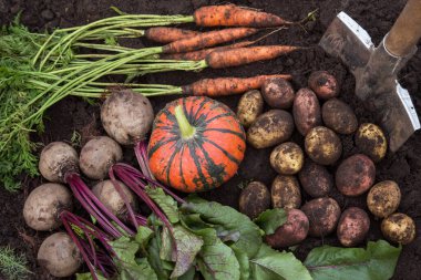 Balkabağı, patates, havuç, toprakta pancar, bahçede toprak. Taze çiğ organik sebze hasadı