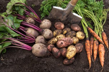 Carrot, beetroot and potato on soil with shovel in garden. Harvesting of fresh raw organic vegetables