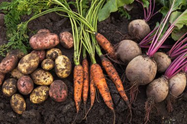 Carrot, beetroot and potato on soil in garden. Autumn harvest of fresh raw organic vegetables