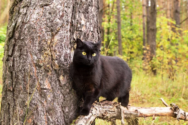 森の中の木の枝の上のかわいい黒いボンベイ猫自然 野生動物 — ストック写真