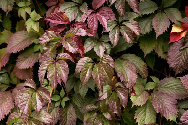 Folhas Hera Rosa Vermelhas Verdes Fundo Escuro Fecham Outono Brilhante — Fotografia de Stock