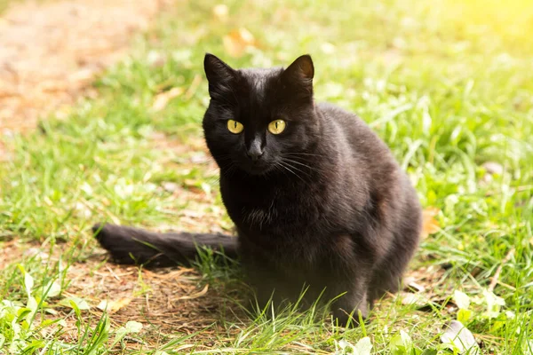 美丽的黑猫 有着黄色的眼睛和锐利的目光 坐在户外的绿草上 沐浴在阳光中 — 图库照片