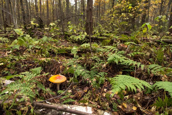 Piękny Krajobraz Lasu Magia Letni Las Zielonymi Liśćmi Paproci Latać — Zdjęcie stockowe