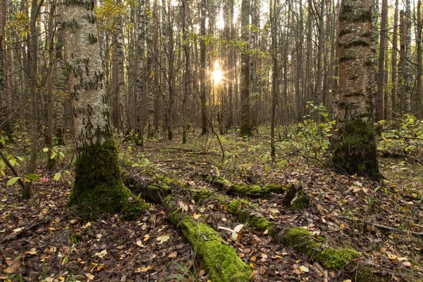 Прекрасный Лес Рассвете Волшебный Старый Лес Деревьями Мху Листвы Солнца — стоковое фото