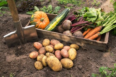 Organik patates, havuç, pancar, kabak ve kabak bahçede. Farklı sebzelerden taze hasat.