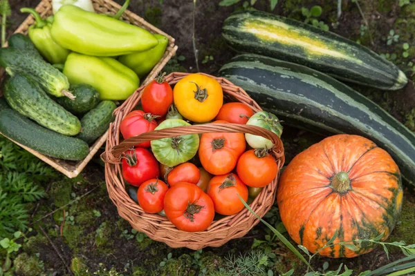 Freshly harvested pumpkin, zucchini, tomato, pepper and cucumber. Autumn harvest of different fresh organic vegetables in garden