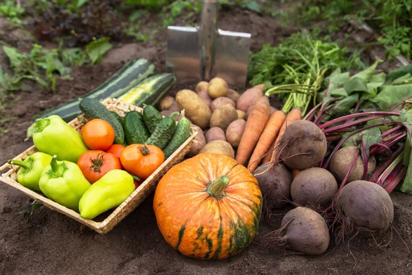 Récolte Différents Légumes Biologiques Frais Sur Sol Dans Jardin Carotte Images De Stock Libres De Droits