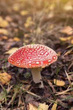 Amanita muscaria mantarı sonbahar ormanında güneş ışığında. Parlak kırmızı Uçan yaban mantarı kuru yapraklar arasında