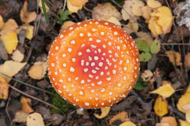 Amanita muscaria mantarı, sonbahar ormanı dokusunda, üst manzara. Parlak kırmızı turuncu, yaban mantarı ve sarı yapraklar.