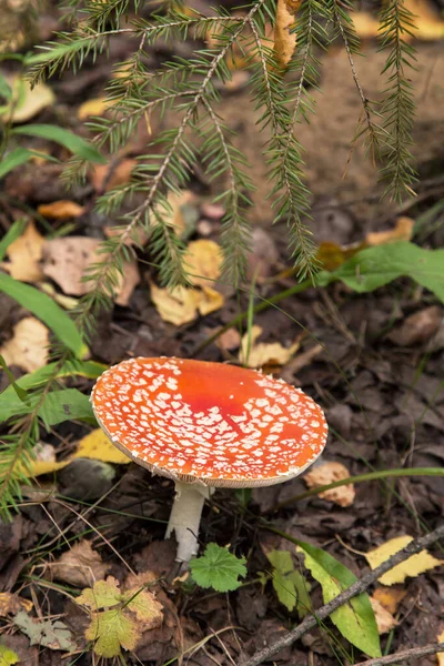 Amanita Muscaria Pilz Herbstwald Sonnenlicht Leuchtend Rot Orange Fliegenpilz Wilder — Stockfoto