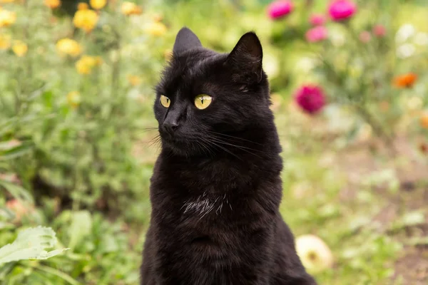 黄色の目をした面白い黒猫の肖像画は 花と夏の春の庭で自然の中で閉じます — ストック写真