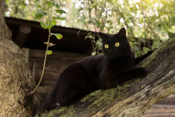 Bellissimo Gatto Nero Bombay Con Grandi Occhi Gialli Trovano Sul — Foto Stock