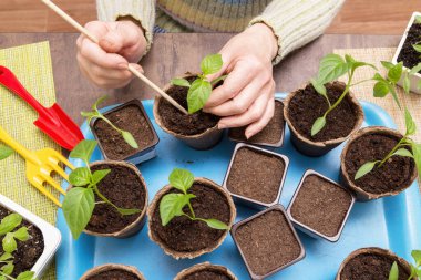 Küçük bitkili eller. Büyüme, tohum ekme, nakil tohumu, ev bitkisi, sebze yetiştirme.