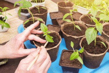 Tencere içinde genç bitkilerle dolu kadın elleri güneş ışığında kapanır.
