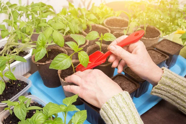 Vrouwelijke Handen Met Jonge Kleine Planten Potten Close Het Zonlicht — Stockfoto