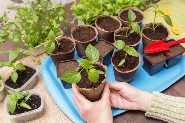 Fermer Les Mains Avec Une Petite Plante Pot Maison Cultiver — Photo
