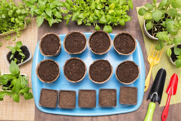 Little Young Plants Pots Home Growing Seeding Planting Transplant Seedling — Stock Photo, Image
