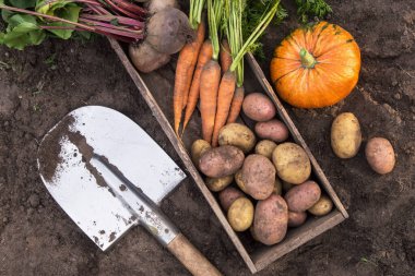 Havuç, pancar, balkabağı ve patates hasadı. Tahta kutuda, toprakta, kürekte bahçede, üst tarafta.