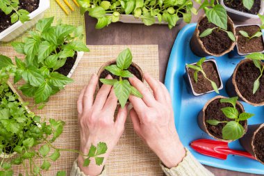 Bahçıvan elleri ve küçük bitkiler. Büyüme, tohum ekme, nakil tohumu, ev bitkisi, sebzeler evde, üst manzara, düz yatak