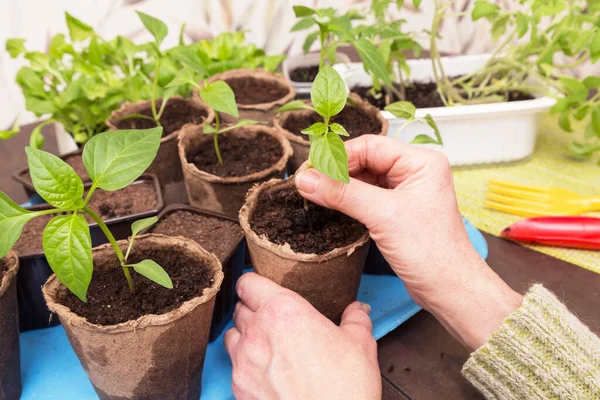 Tuinman Handen Met Plantje Pot Groeien Zaaien Planten Transplantatie Zaailing — Stockfoto