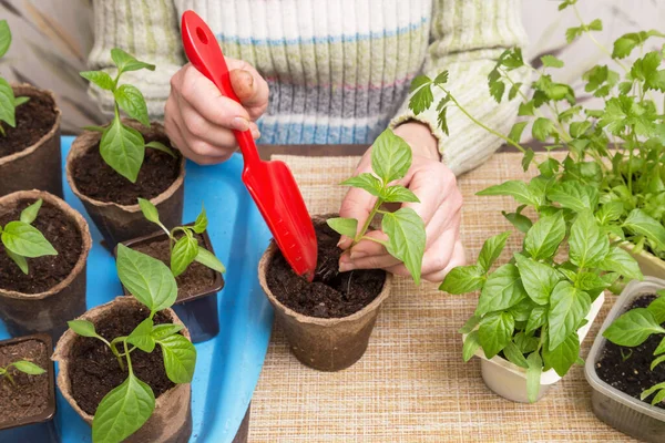 Jardinier Mains Avec Petite Plante Pot Cultiver Semer Planter Transplanter — Photo