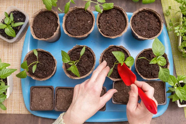 Handen Met Plantje Groeien Zaaien Planten Transplantatie Zaailing Homeplant Groenten — Stockfoto