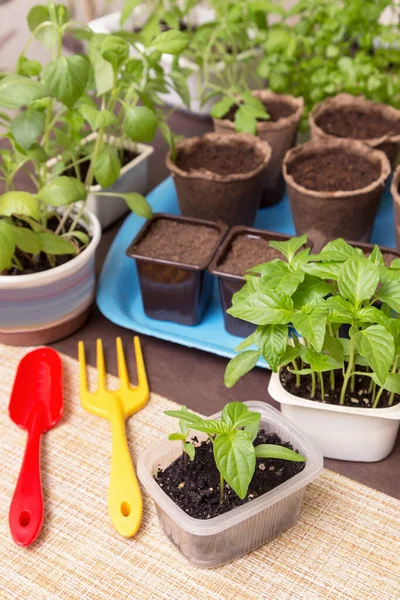 Petits Plants Dans Des Pots Maison Culture Semis Plantation Transplantation — Photo