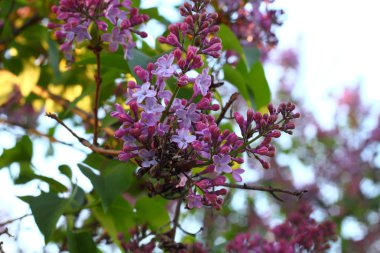 çiçekler, gün batımı, kahverengi