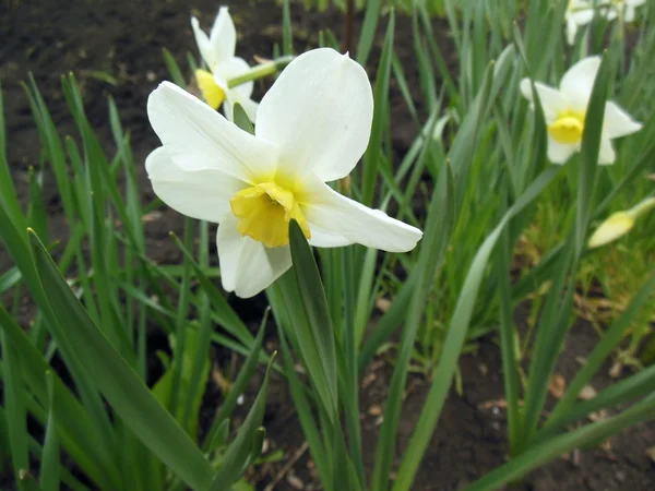 Narcissus — Stock Photo, Image