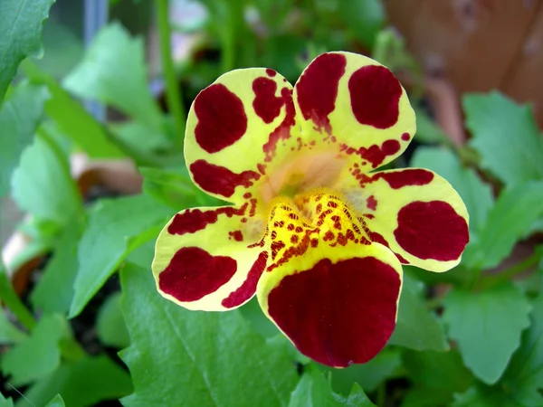 çiçek mimulus