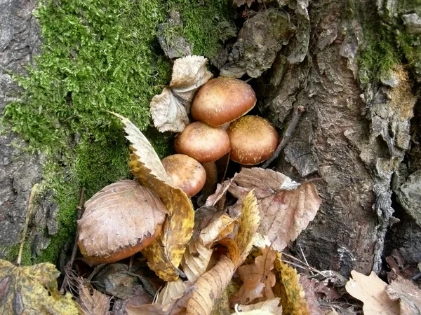 Familie de ciuperci — Fotografie, imagine de stoc