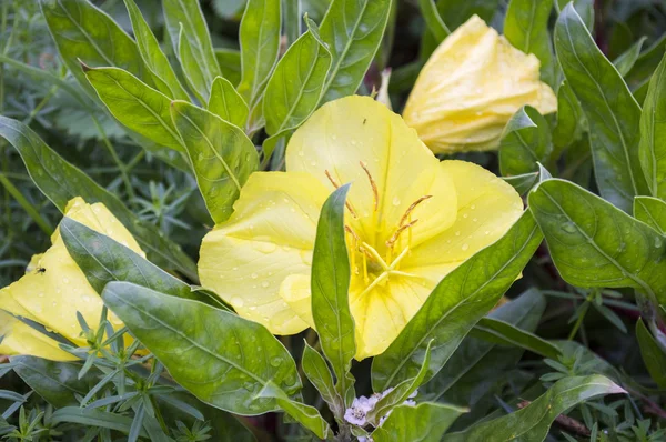 Fiori gialli — Foto Stock