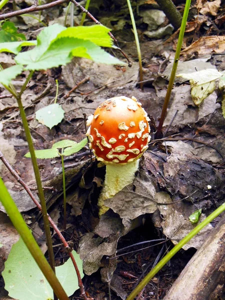 Paddestoelen in het ruw hout — Stockfoto