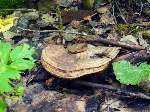 Μανιτάρια στο ακατέργαστο ξύλο — Φωτογραφία Αρχείου