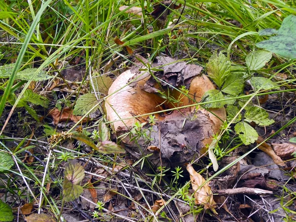 Ciuperci în lemn brut — Fotografie, imagine de stoc