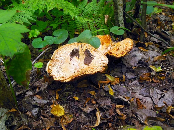 원유 나무에 버섯 — 스톡 사진