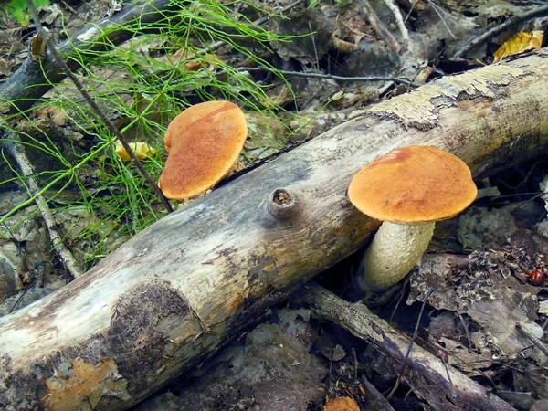 Cogumelos na madeira crua — Fotografia de Stock