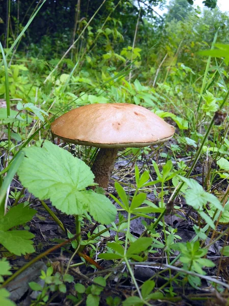 Paddestoelen in het ruw hout — Stockfoto