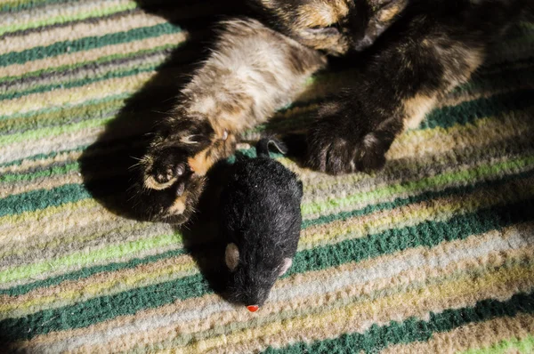 고양이와 생쥐 — 스톡 사진