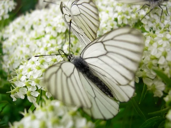 Papillons sur une fleur — Photo