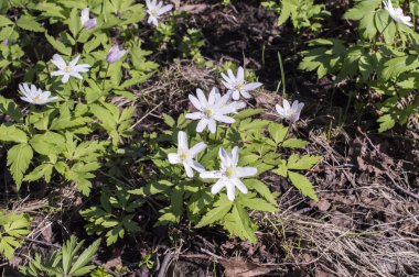 Anemon, düşeş (Anemone sylvestris)