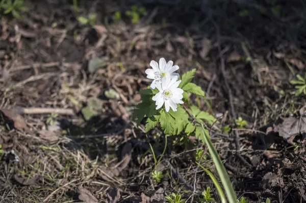 Kökörcsin (Anemone sylvestris váratlan) — Stock Fotó