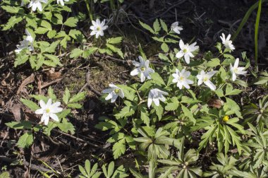 Anemon, düşeş (Anemone sylvestris)