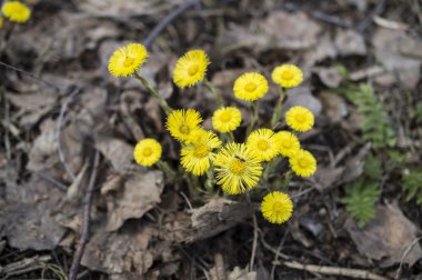 Foalfoot, coltsfoot, ekmek-ayak (Tussilago farfara)