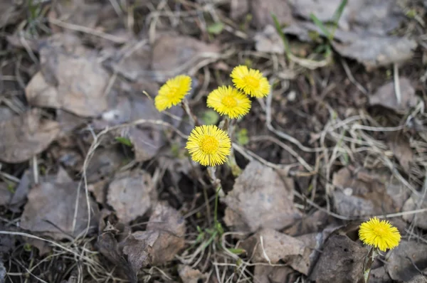 Foalfoot, coltsfoot, ekmek-ayak (Tussilago farfara)
