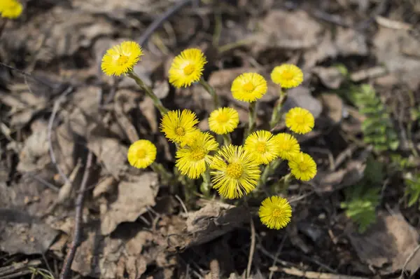 Foalfoot, 머 위, 암 퇘 지 발 (Tussilago farfara) — 스톡 사진