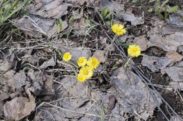 Foalfoot, martilapu, koca-láb (Tussilago farfara) — Stock Fotó