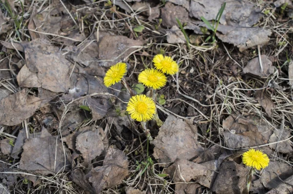 Foalfoot, martilapu, koca-láb (Tussilago farfara) — Stock Fotó