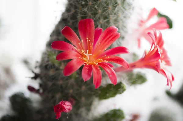 çiçek açması kaktüs